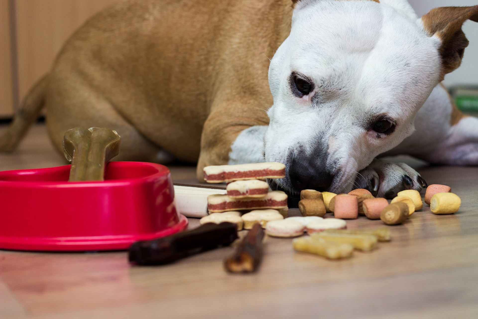 巧克力可以喂狗狗吃吗 不,巧克力是对狗狗有毒的食物,绝不应该喂狗狗.
