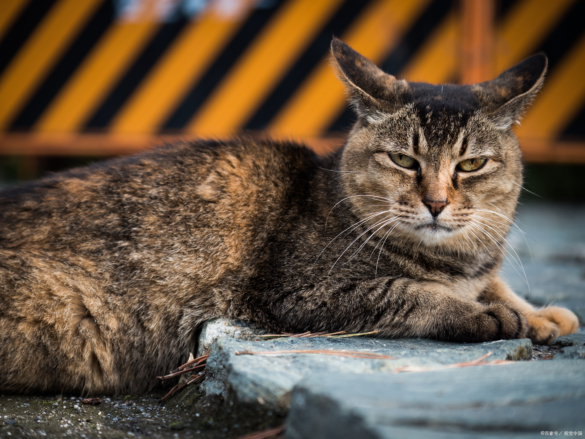 土猫长什么样子图片图片