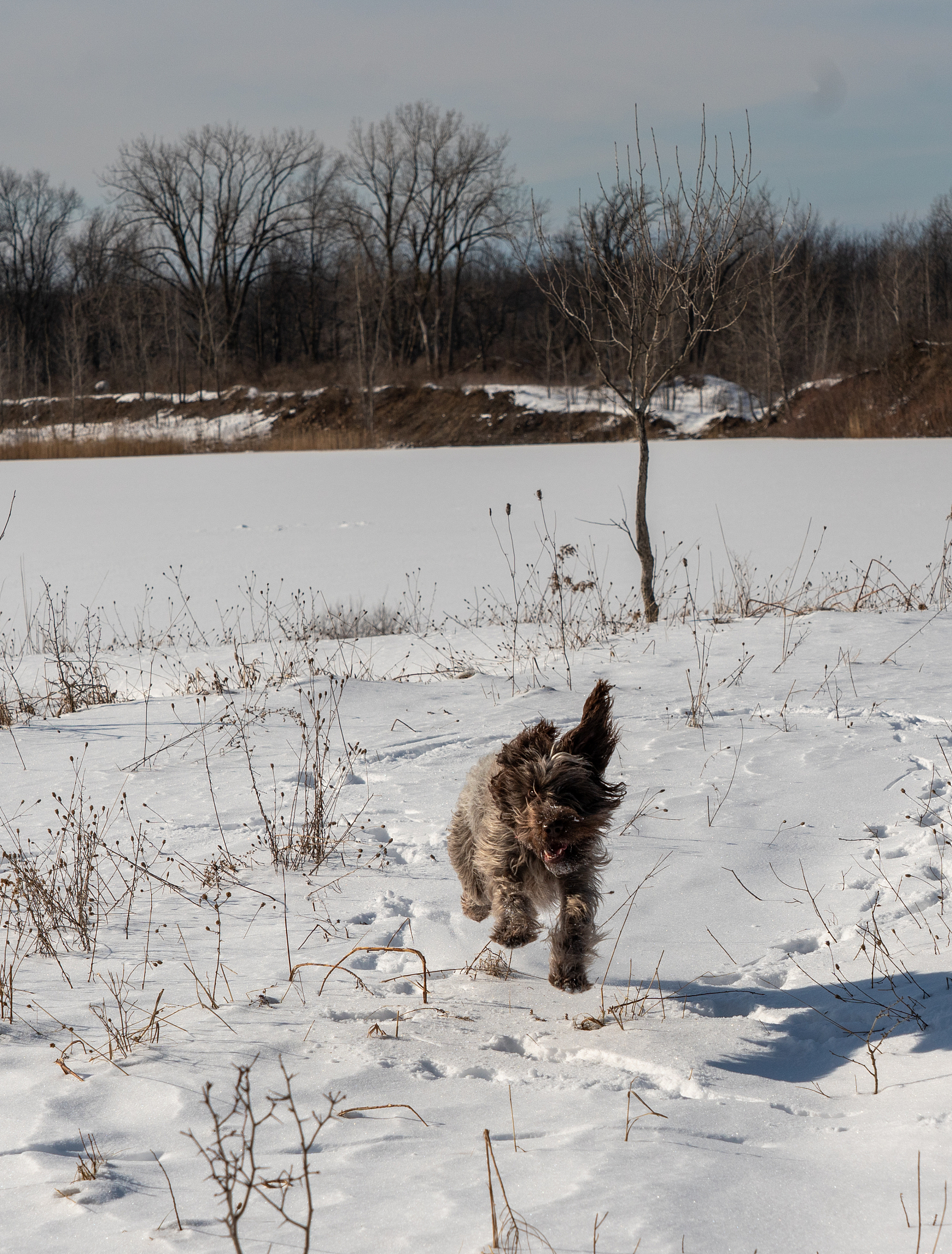 想象一下,街头巷尾,那些无家可归的毛孩子们,在刺骨的寒风中瑟瑟发 