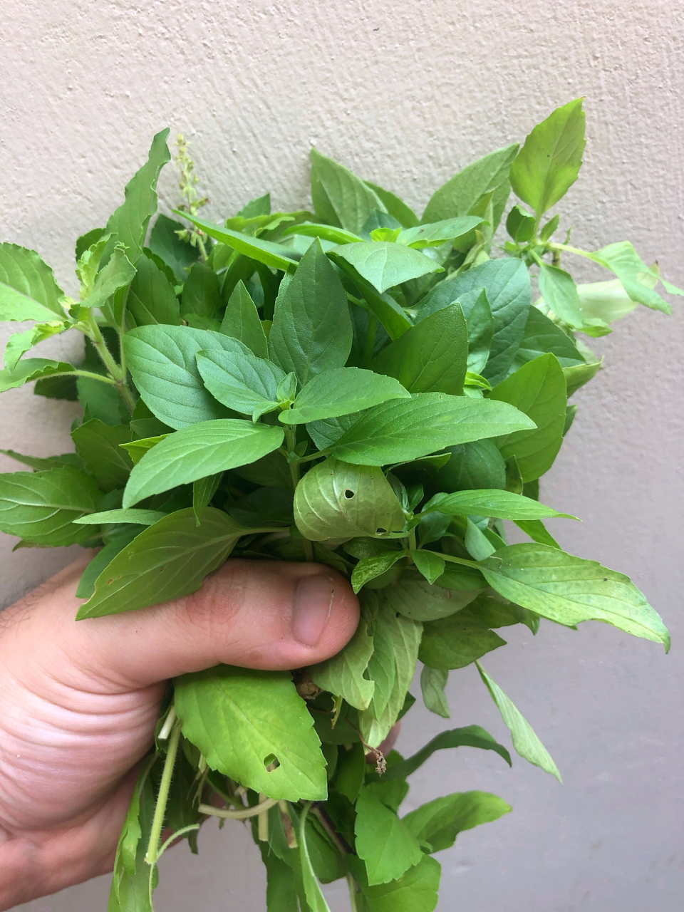 以前我一直不知道什么叫烧仙草,很多奶茶店也叫烧仙草,今天学习中草药