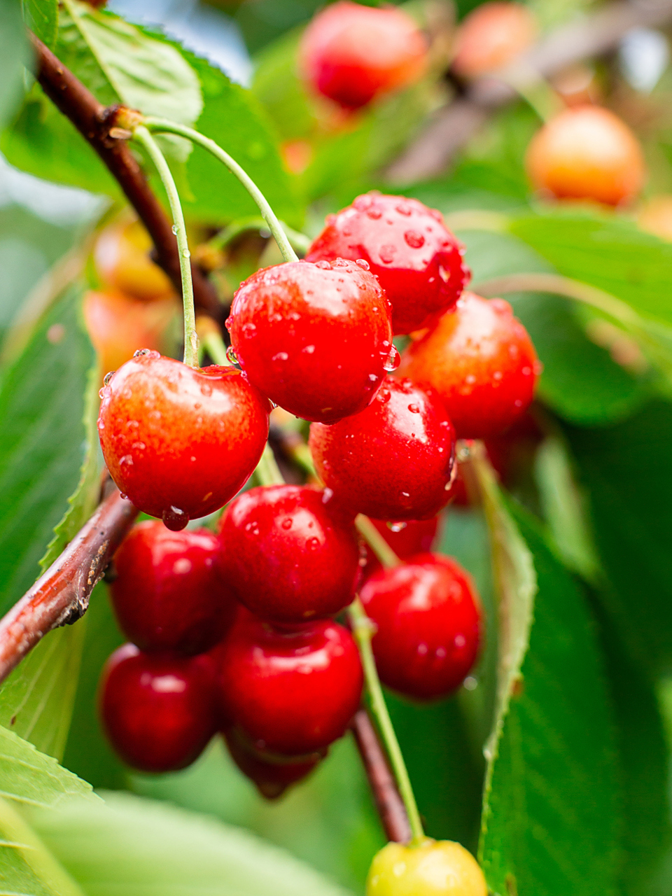 生活百科# #健康养生# #水果#   答:小樱桃是一种营养丰富的水果