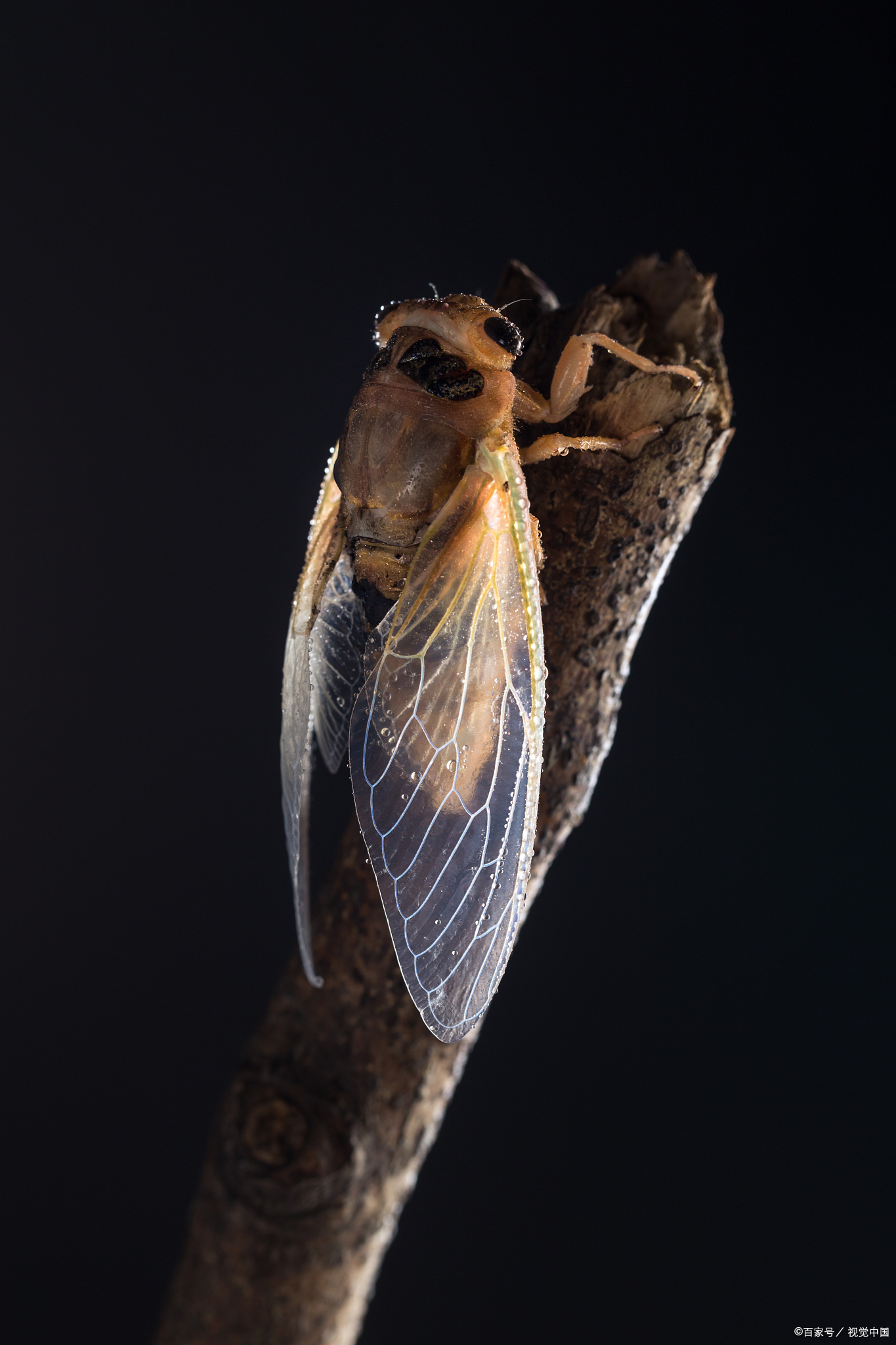地下蛰伏,树上欢歌:蝉的生命周期及其象征寓意