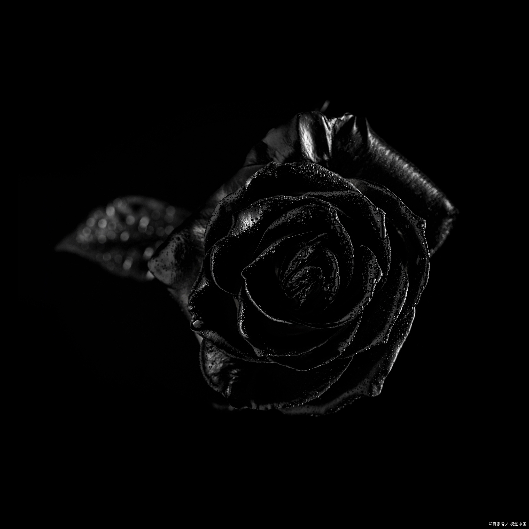 黑色玫瑰黑玫瑰花图片黑玫瑰图片黑色玫瑰图片黑玫瑰图片高清图片黑色
