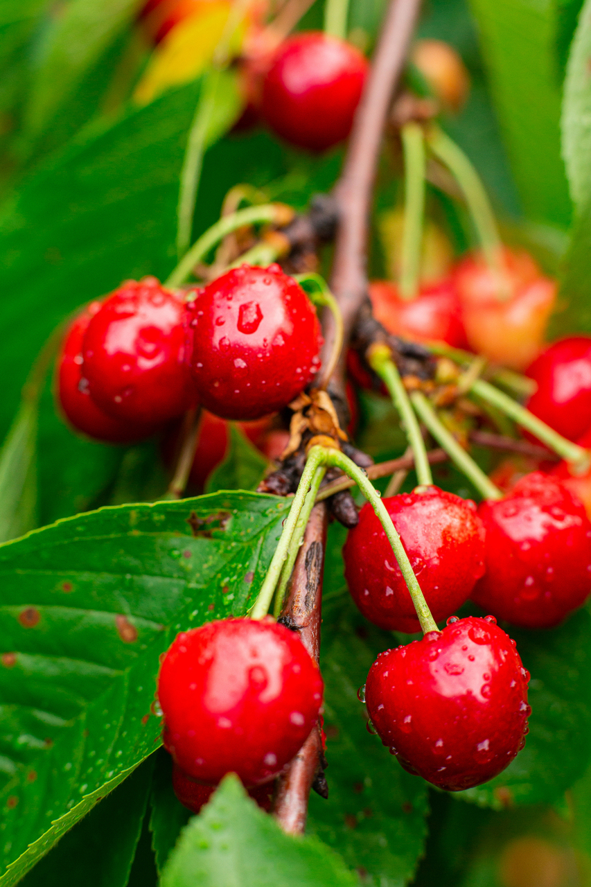 让女人越吃越年轻的水果之樱桃: 樱桃中所含的果酸能促进角质层的形成