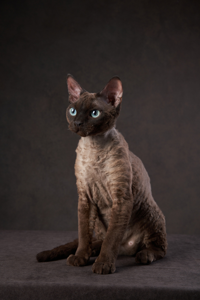 常见的黑色猫品种有英国短毛猫,苏格兰折耳猫和阿比西尼亚猫.