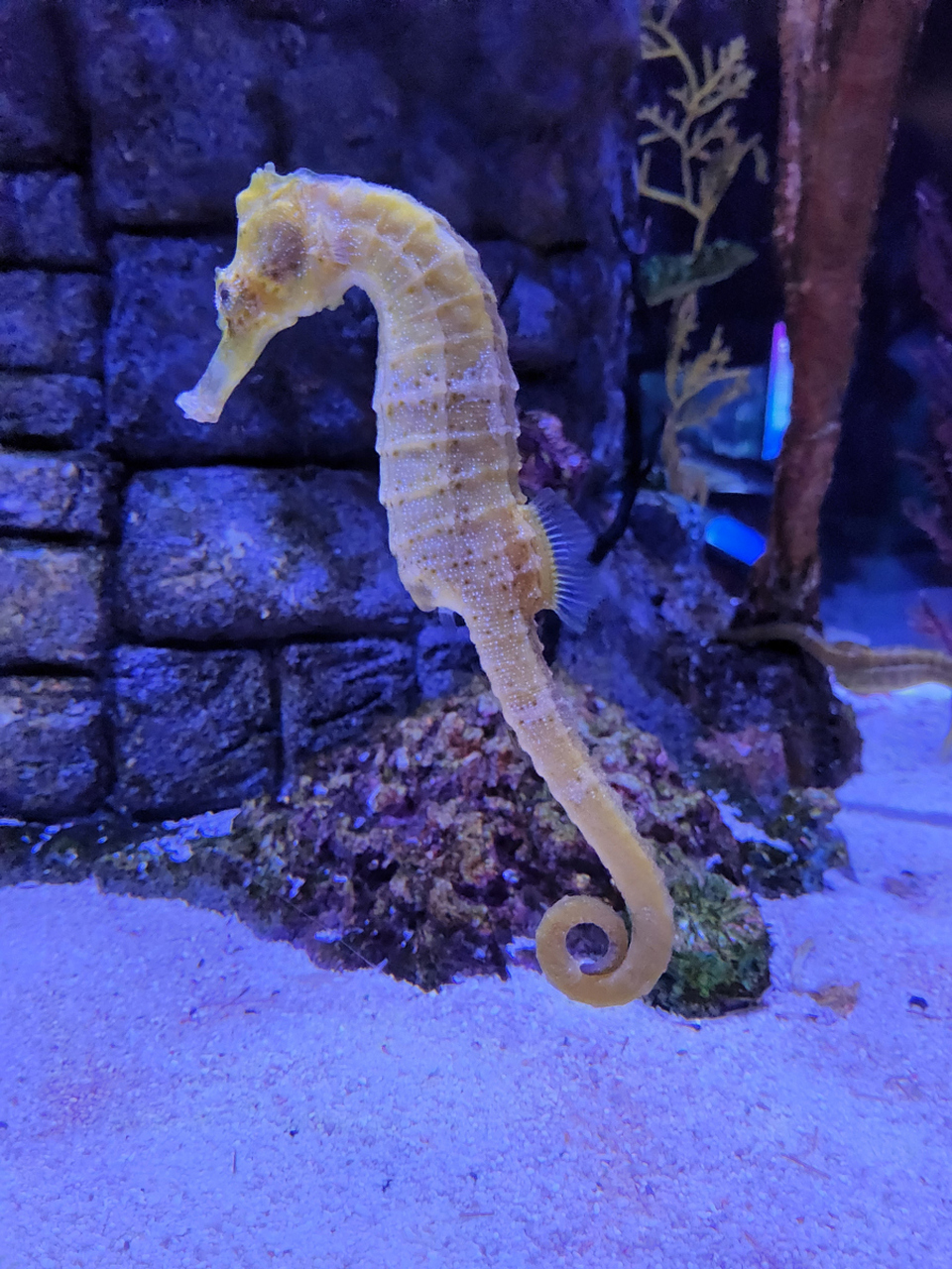 吃海马后不宜再吃什么食物	 在中医学上,海马的主要功效是补肾壮阳