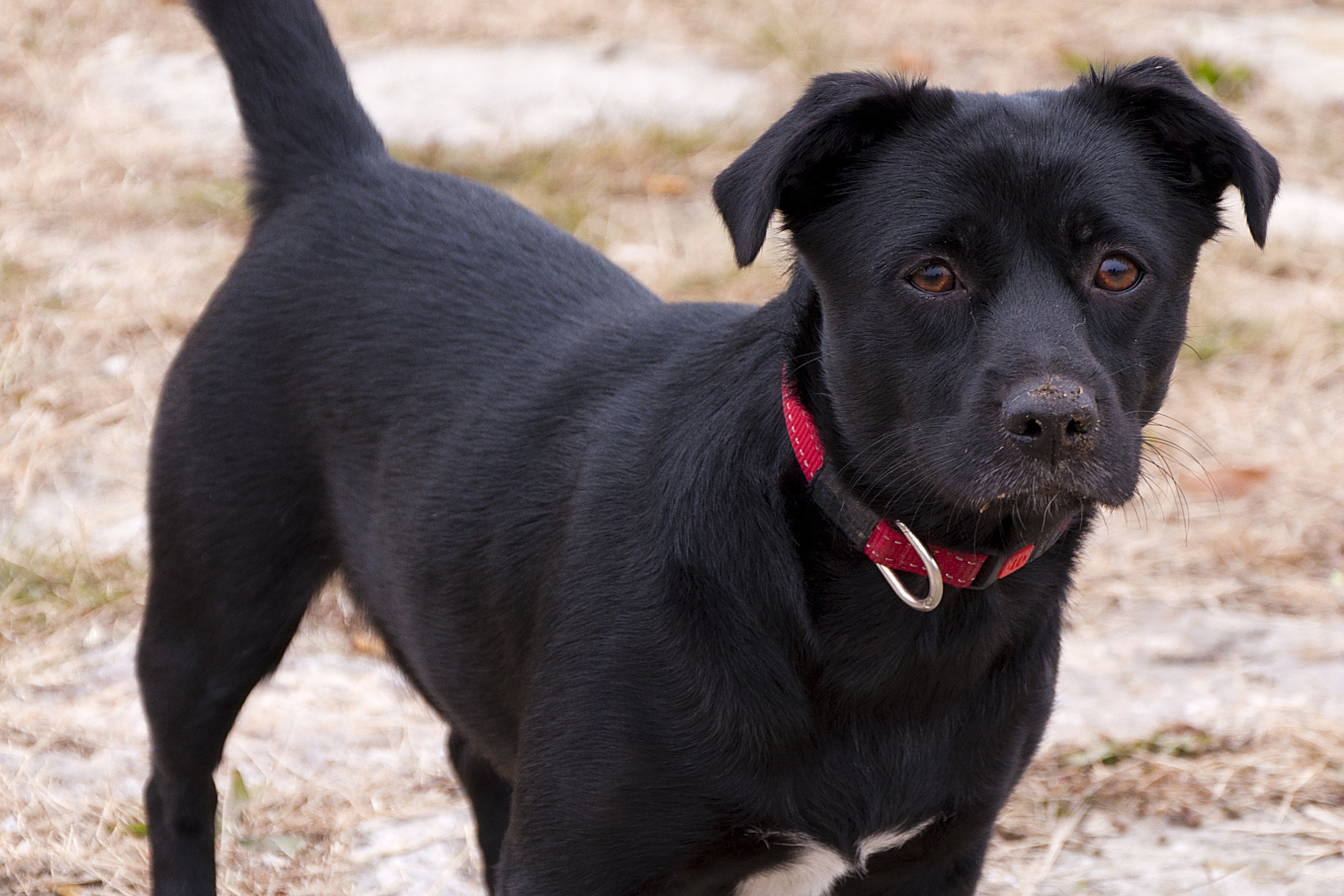 黑狗值得被重新审视,养黑狗不仅可以带来可爱的伴侣,还可能带来更多