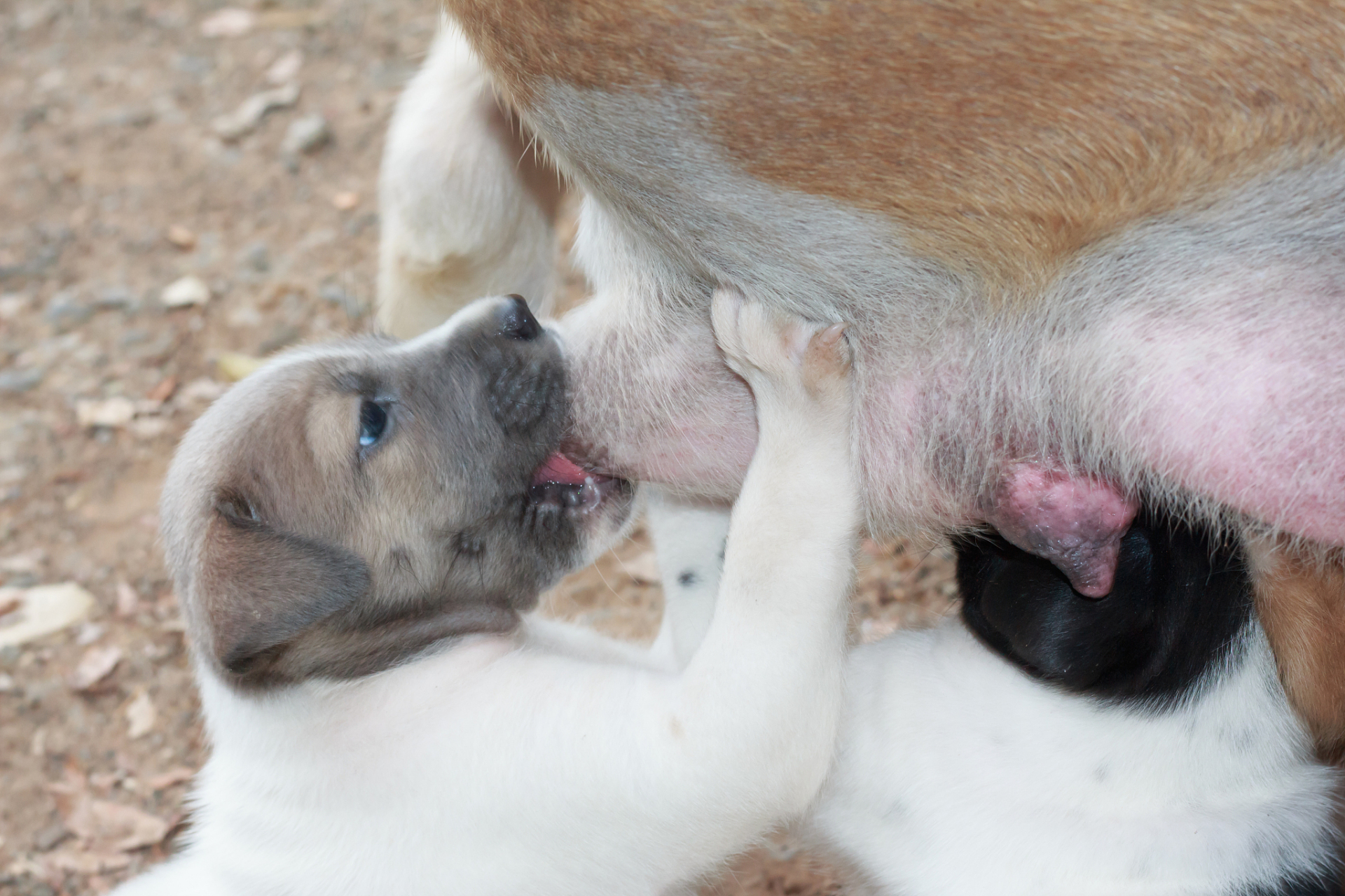 作为负责任的铲屎官,当母犬产下小狗后,我们都盼望它能本能地承担好