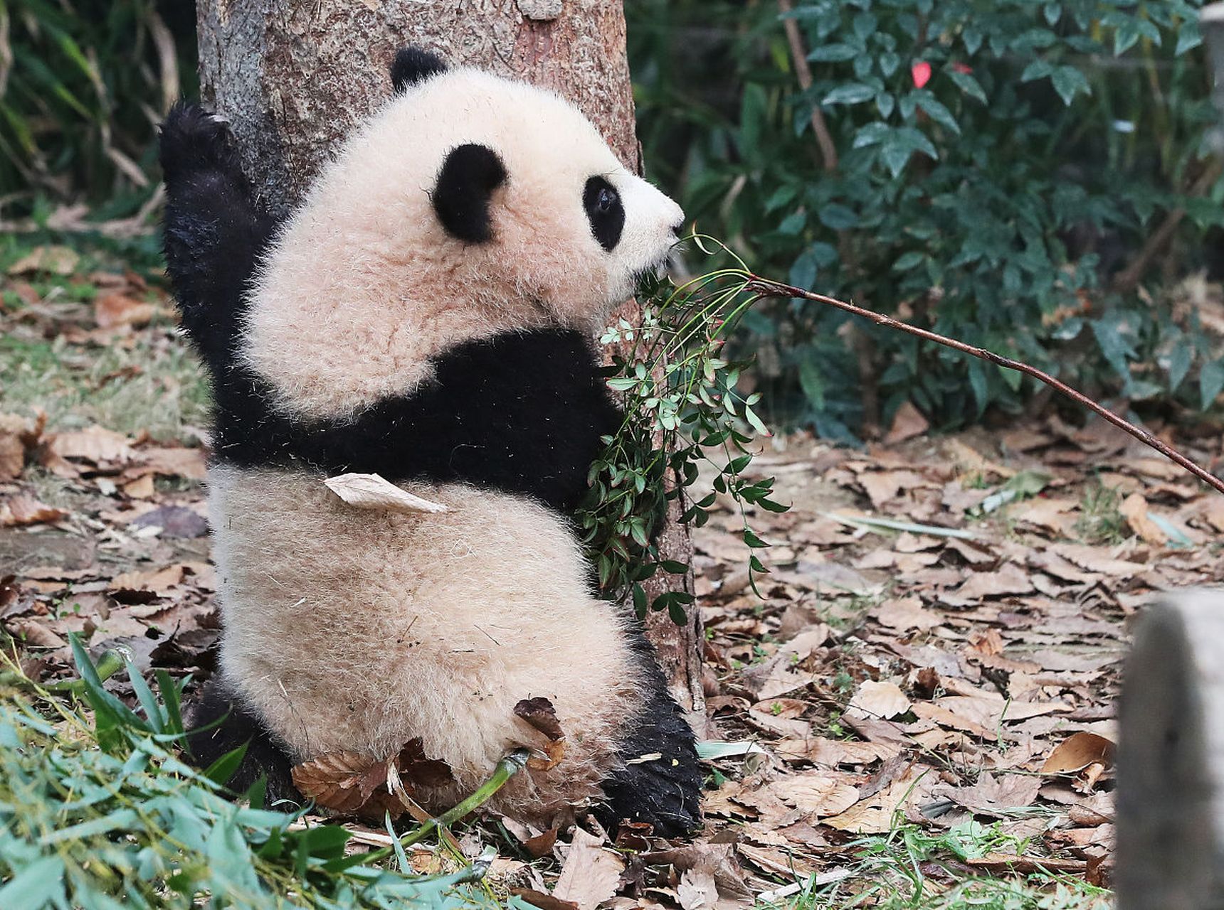 09  韩国方面的造谣行为,不仅是对大熊猫福宝的不负责任,更是对中国