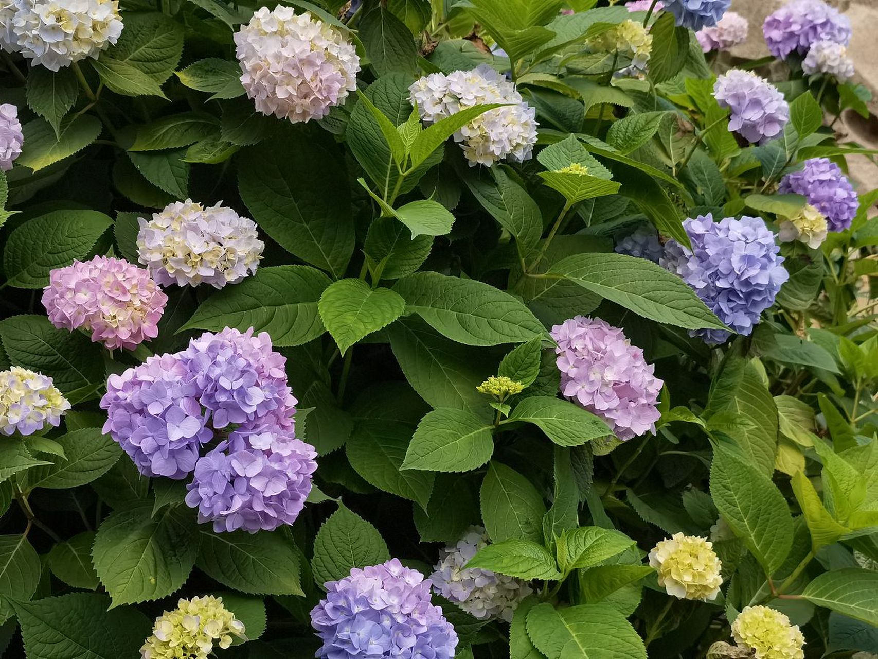 《玉绣球花》宋·黄庚  花神巧学传宫样, 不属针工属化工.