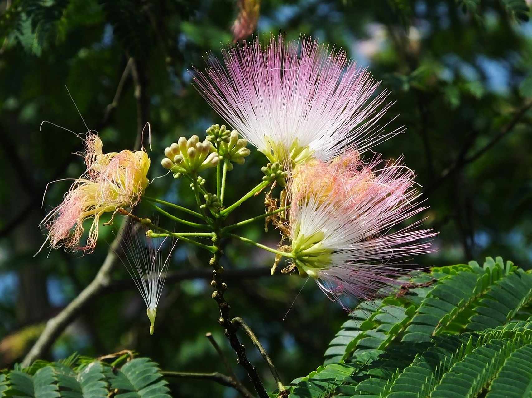 我一个男同学家有13个姐姐,他是老14,平时做事也