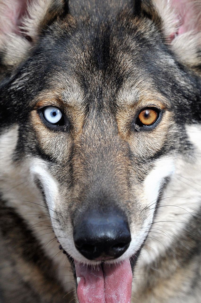 雪狼犬原来真的很像狼,不知道能打过狼不?#狗狗