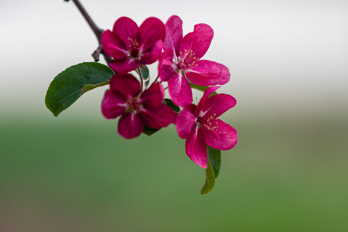 热烈的红宝石海棠花,拥有自己生命的缤纷盛景