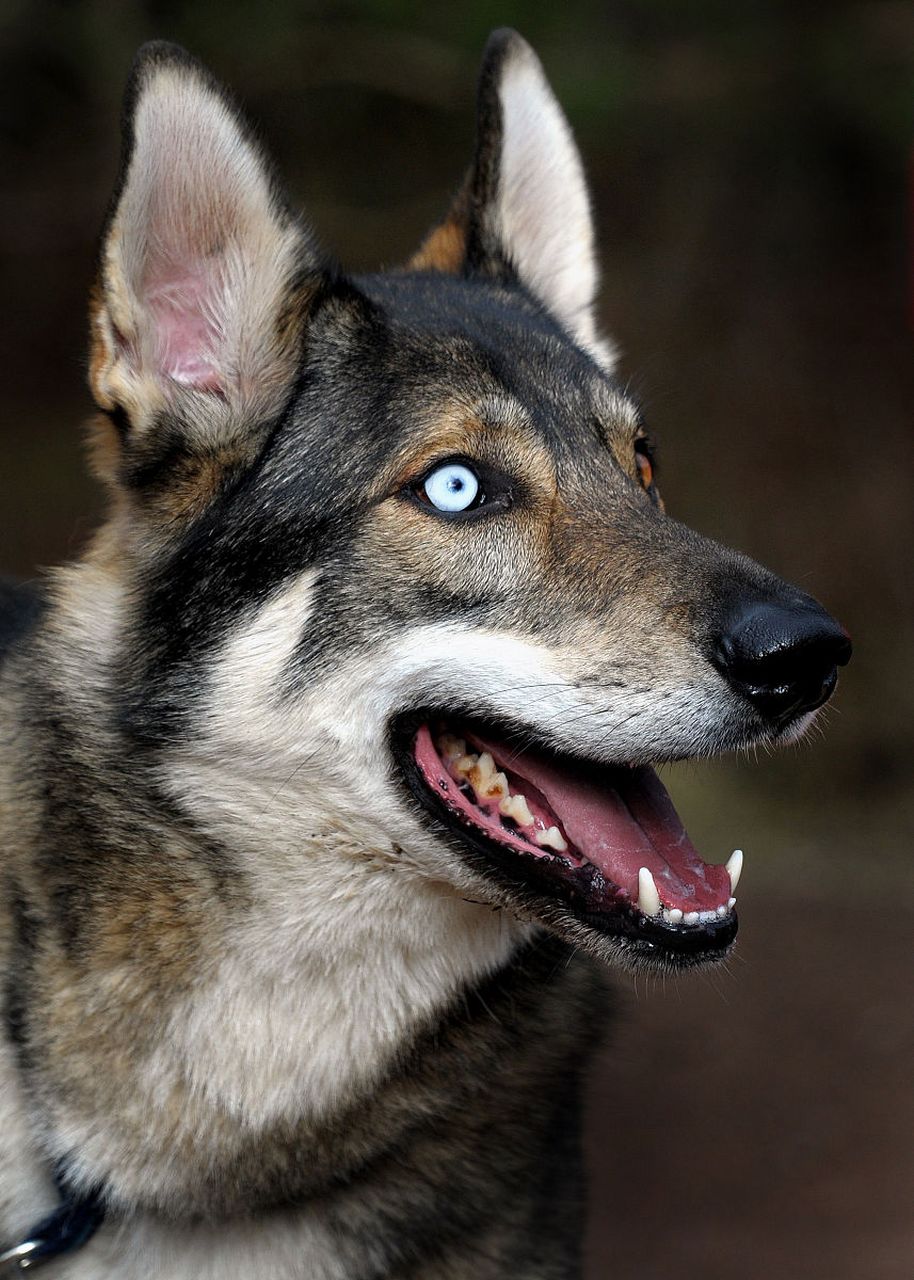 雪狼犬原来真的很像狼,不知道能打过狼不?#狗狗