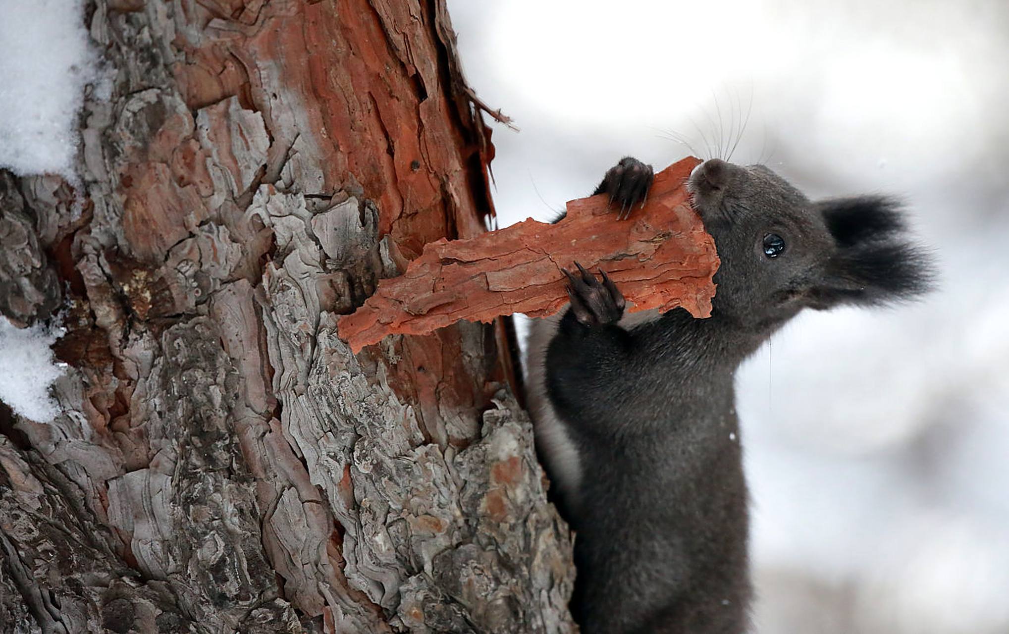 小松鼠为什么会啃树皮?#动物趣图