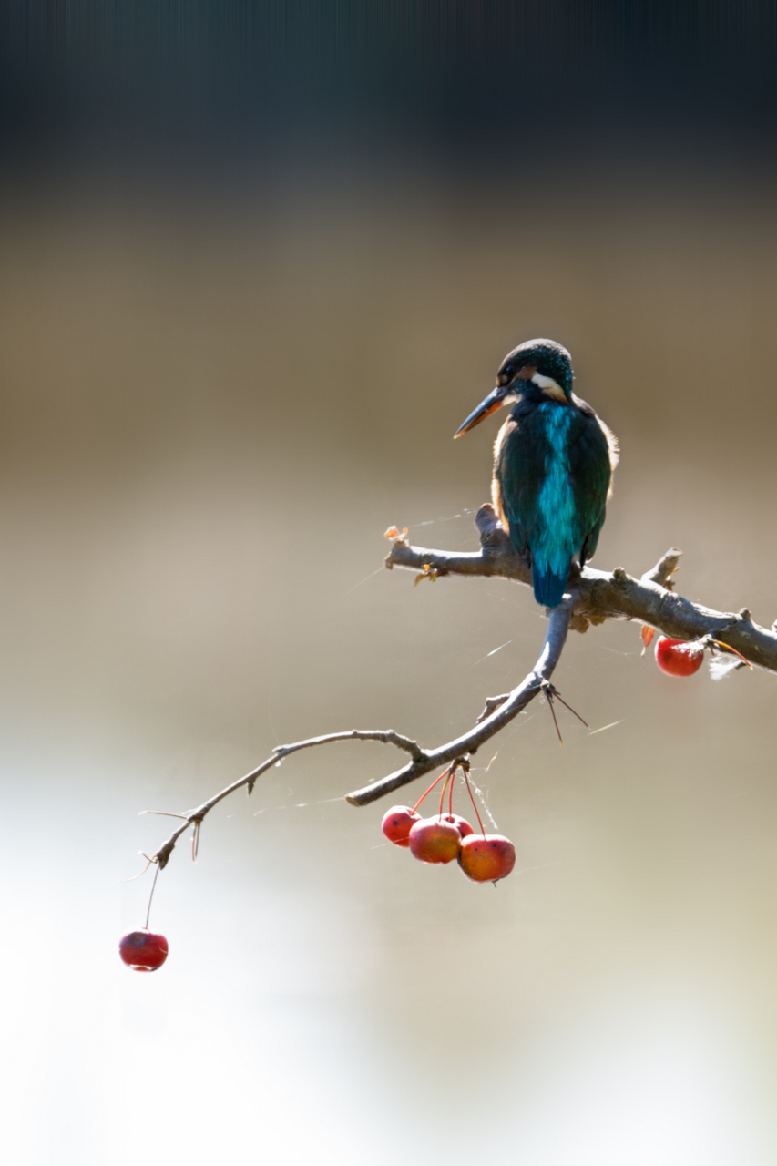 翠鸟,一种色彩鲜艳,活泼灵动的小鸟,以其独特的翠绿色羽毛而闻名.