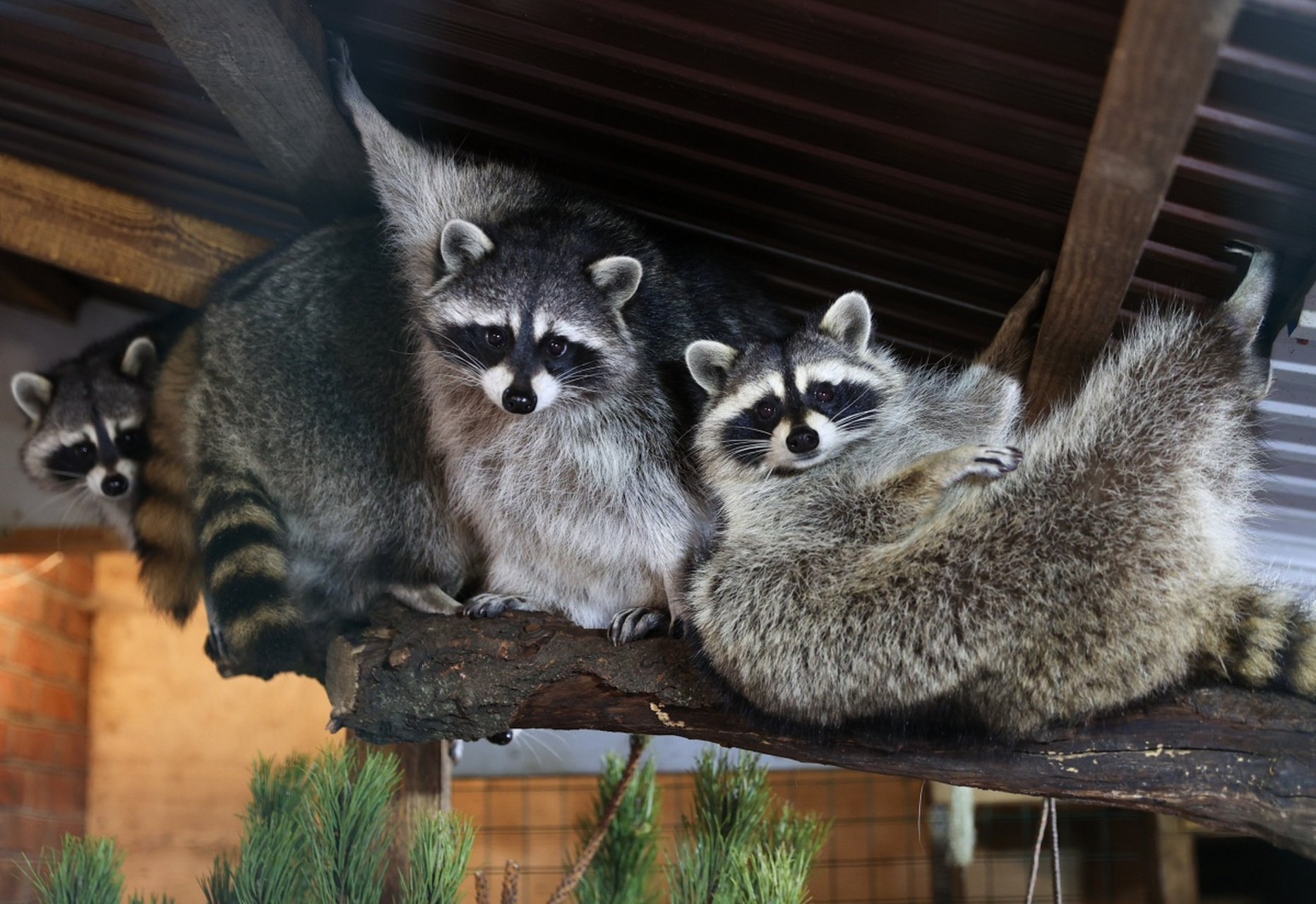 浣熊是一种小型哺乳动物,它们的头和身体相对较小,但是尾巴和耳朵非常