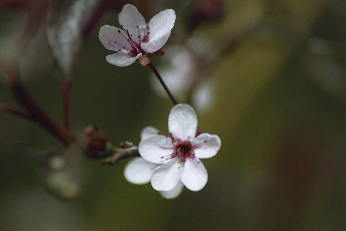 紫叶矮樱的种植管理