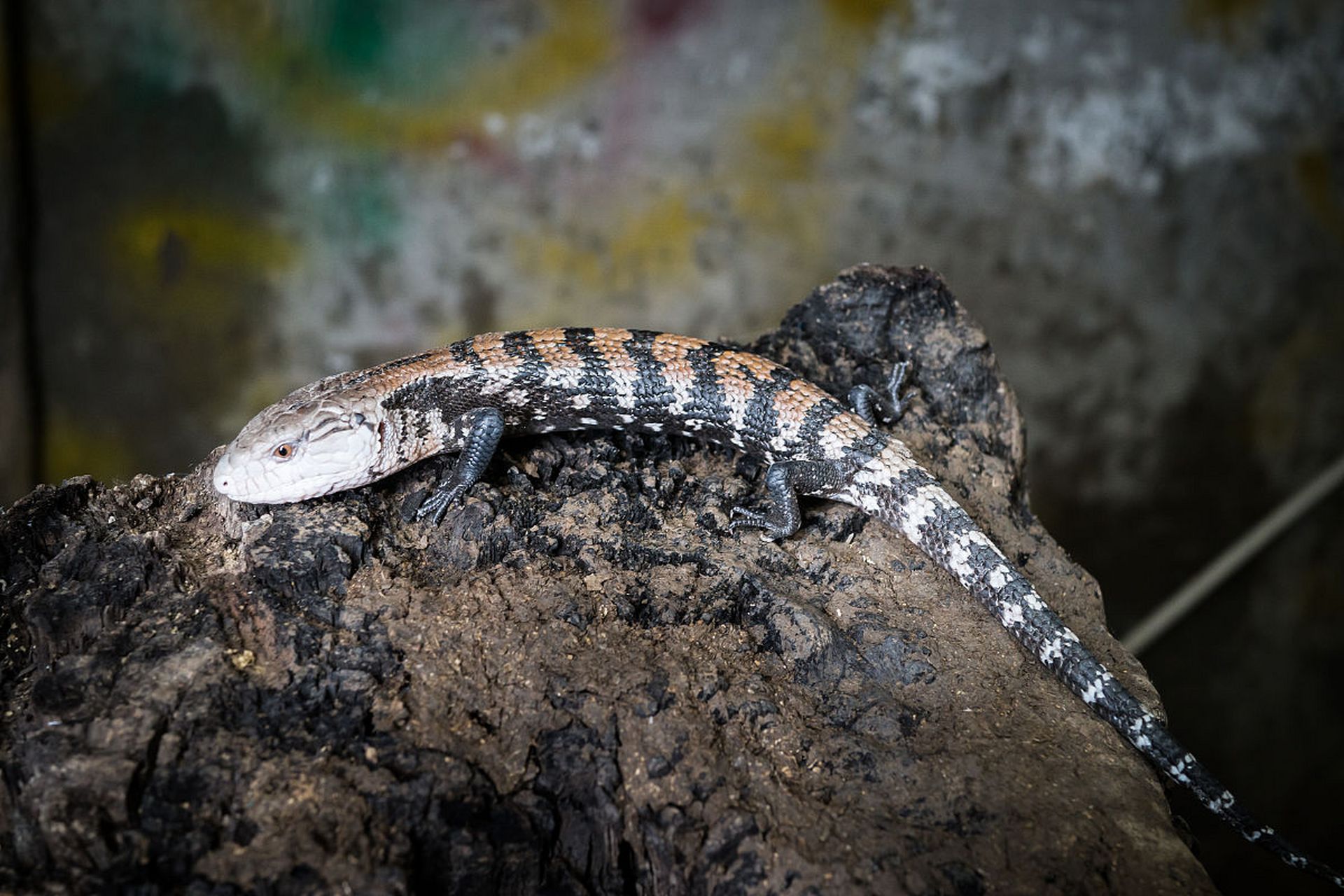 蓝舌蜥蜴蓝舌蜥蜴是一种可爱的蜥蜴,有着蓝色的舌头和鲜艳的皮肤,它们