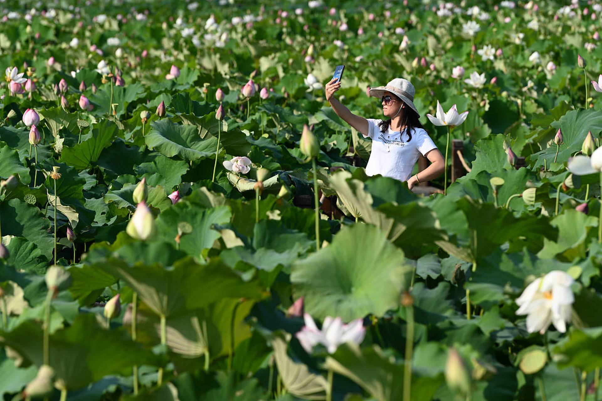 贵港覃塘区的荷花淀,在清明时节展现出别样的幽静之美.