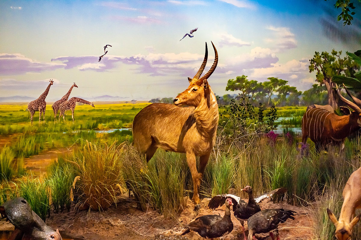 人与自然和谐相处,是生命永续的根本