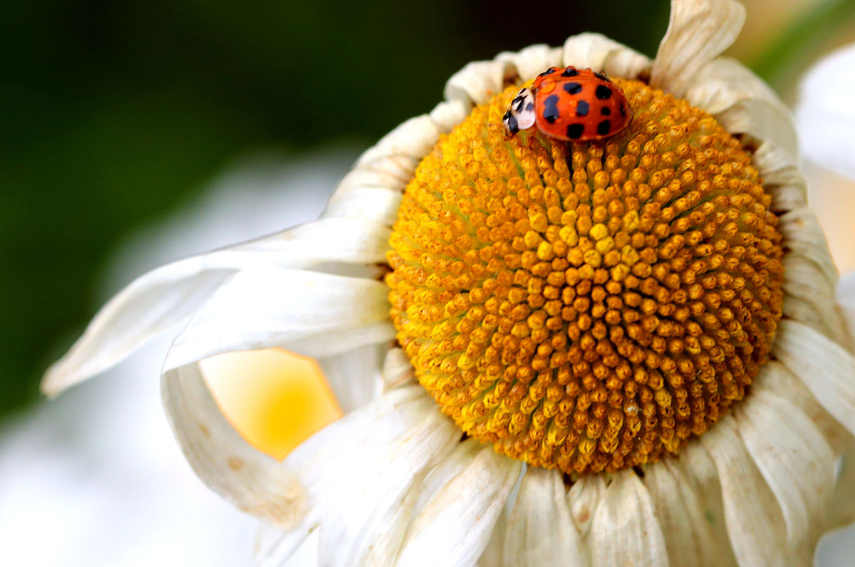 微距摄影:探索微观世界的奥秘