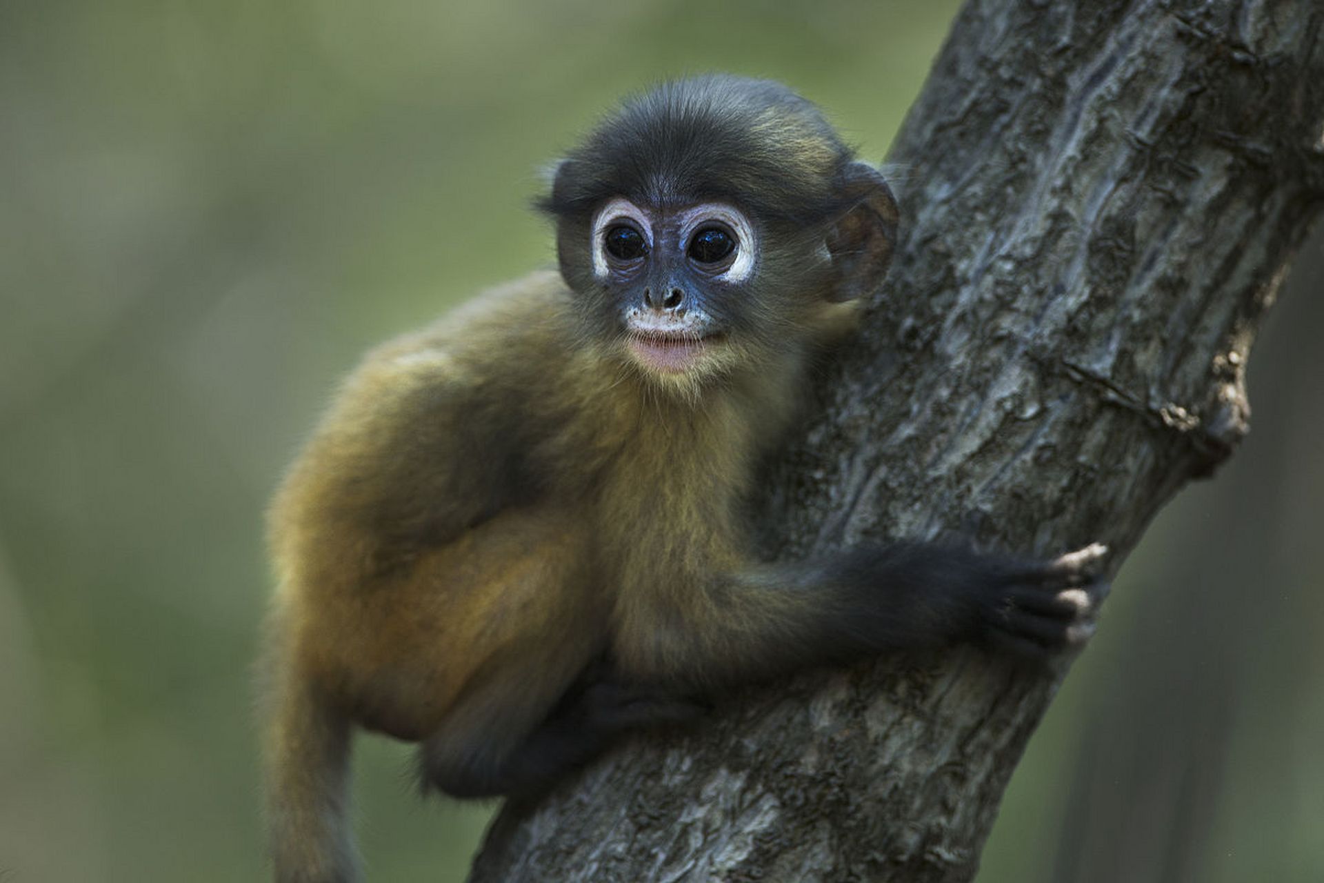 可爱的小猴子,萌萌的小眼睛,小白眼圈. #动物趣图