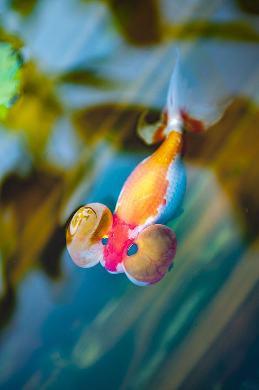 一开始我们买了十几条鱼,而且是比较小的鱼,因为不懂,没几天这些鱼