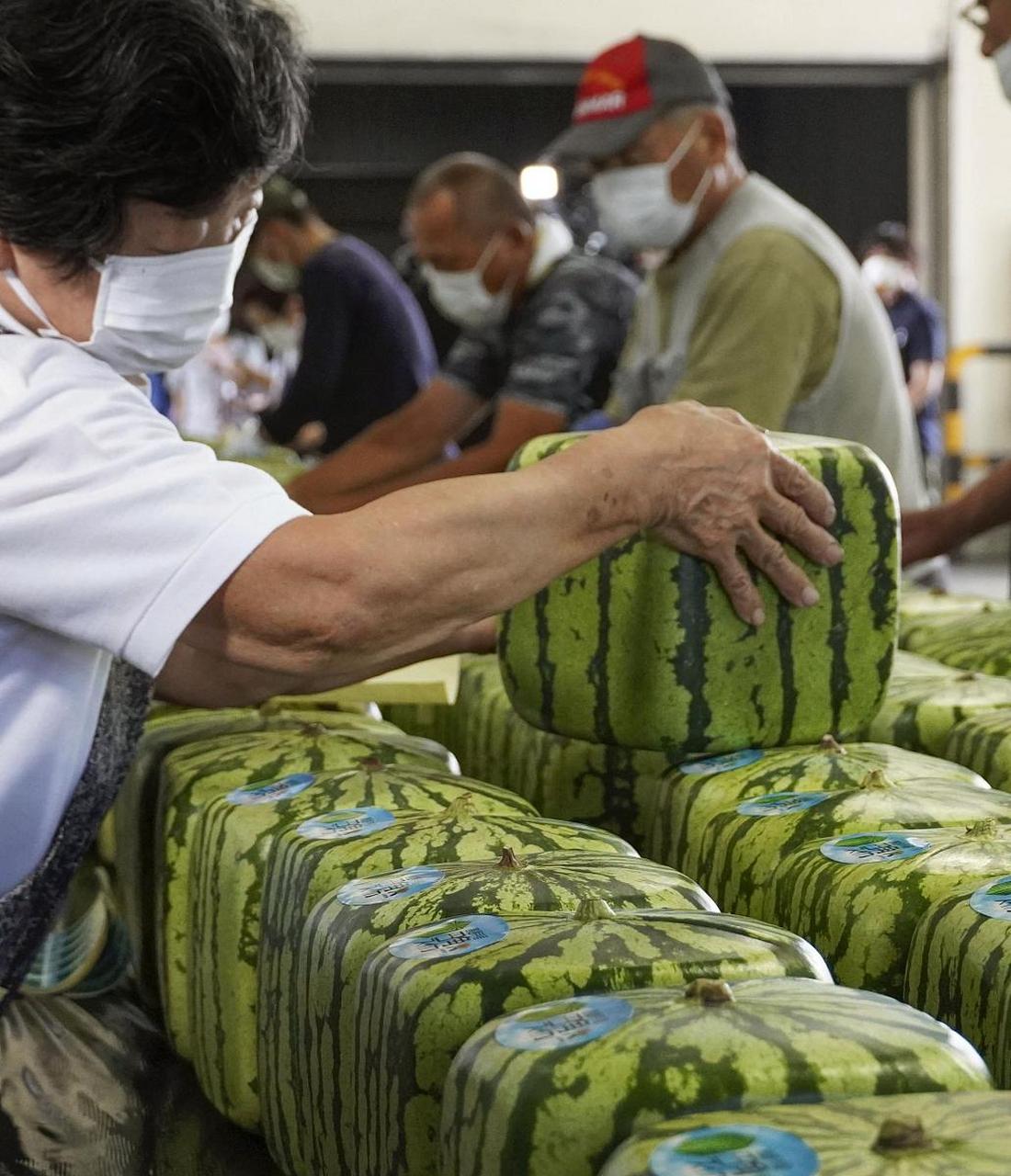 日本開售方形西瓜:不能吃只能觀賞 每個賣500元 日媒3日報道,日本