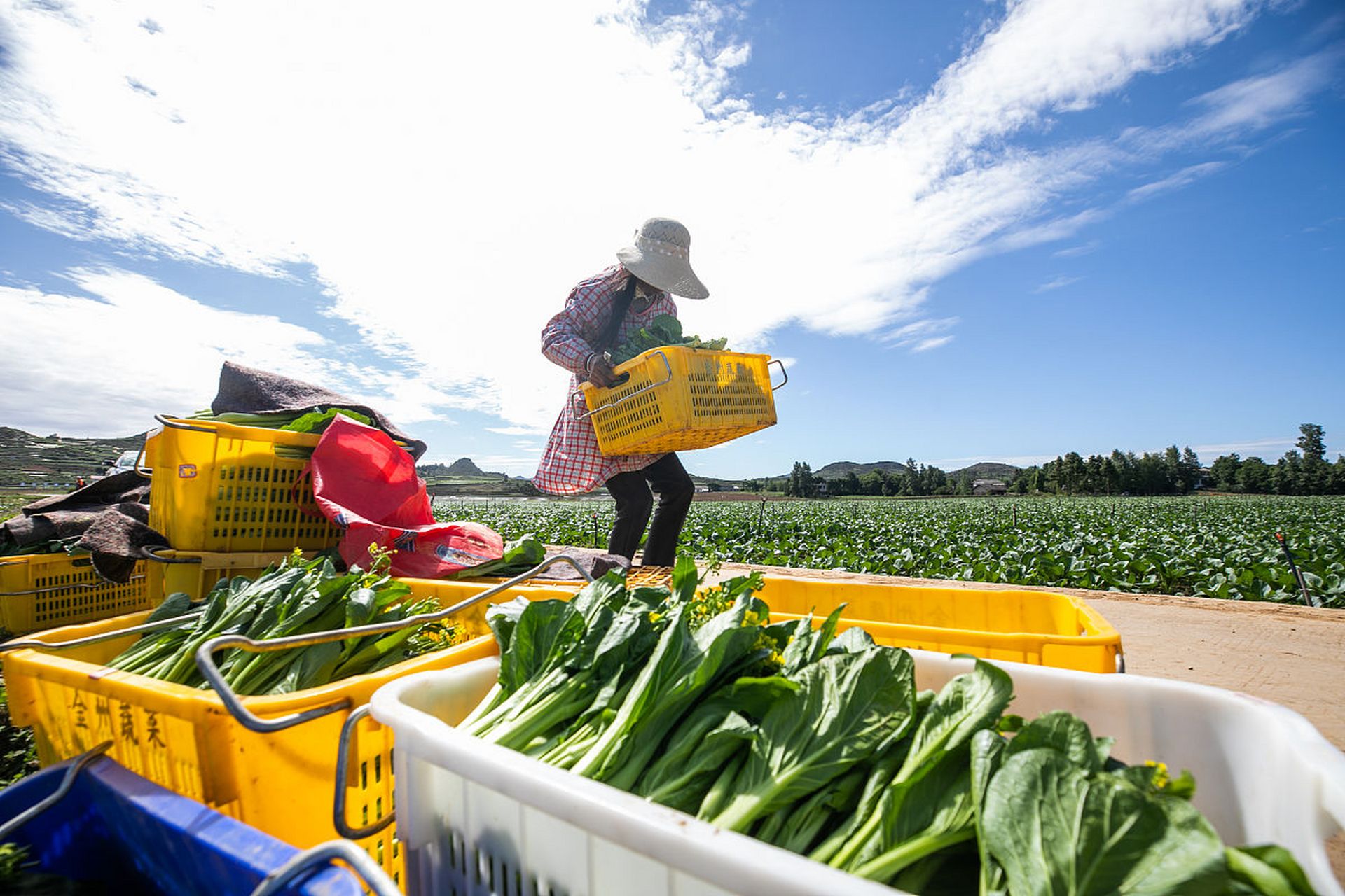 蔬菜配送上门服务小程序是生鲜市场发展的趋势之一.