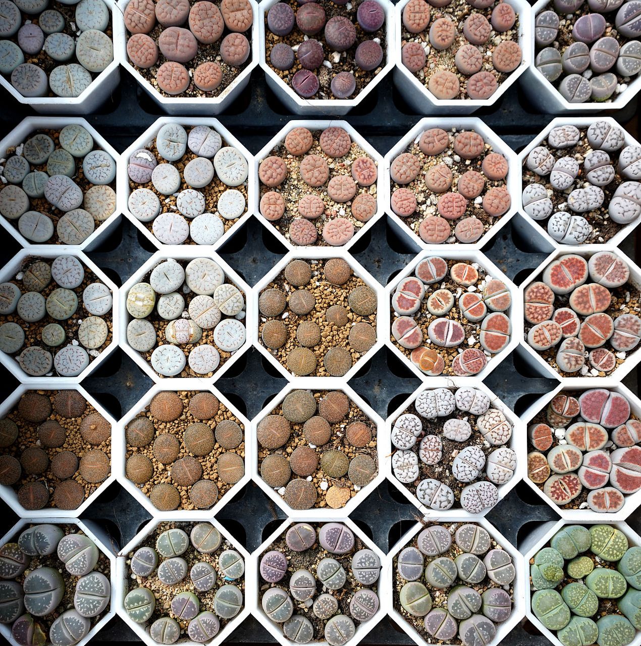 多肉植物--石头花  在非洲南部及西南部干旱而多砾石的荒漠上,生长着