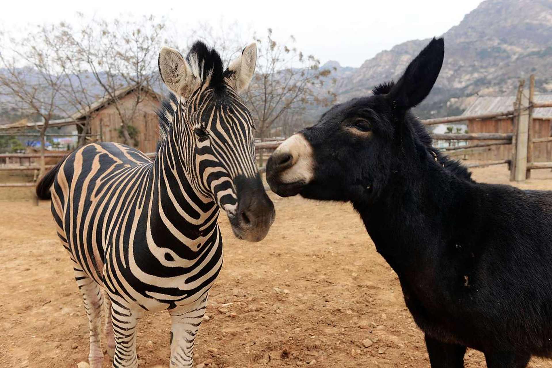 首先,斑马和驴都是草食性动物,这意味着它们在食物需求上有共同点.