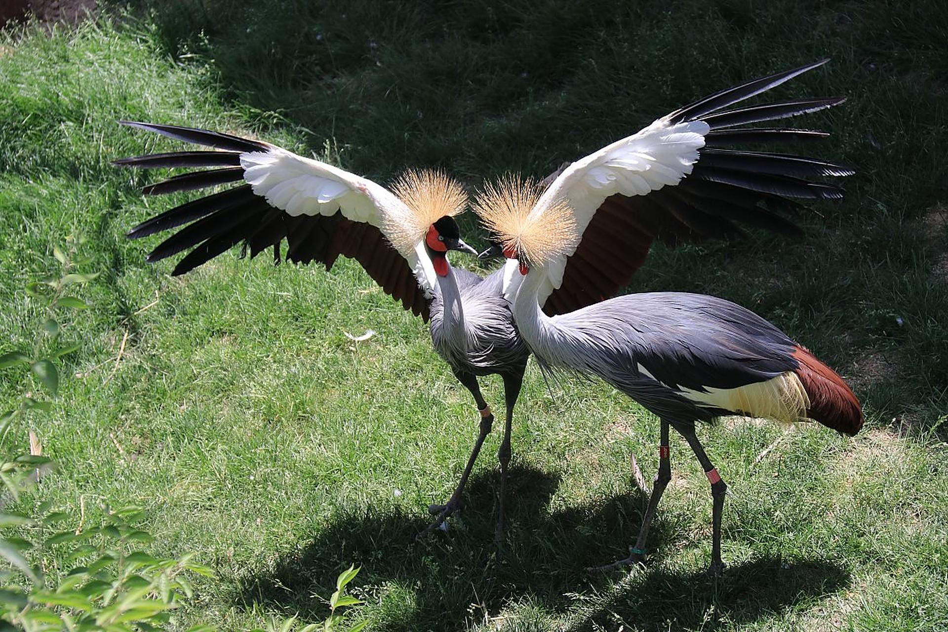它们身体站姿挺拔,飞行中的鹤翼展近两米,气场十足.