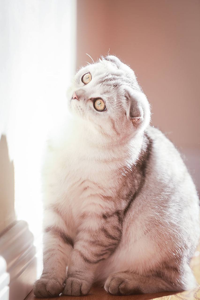 苏格兰折耳猫,一种充满魅力的猫咪品种.