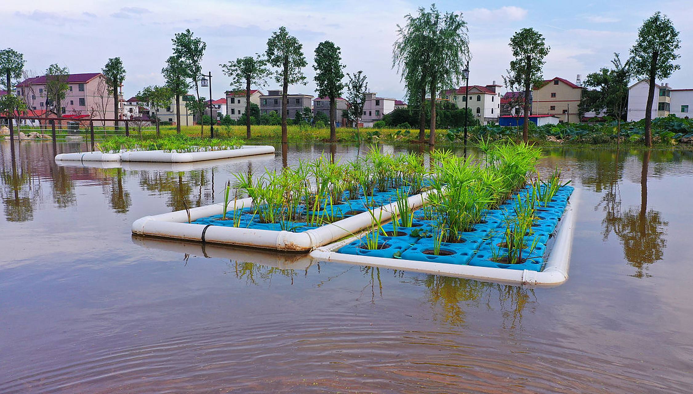 水生植物# 人工浮岛具有净化水质,创造生活空间,改善景观,消浪等综合