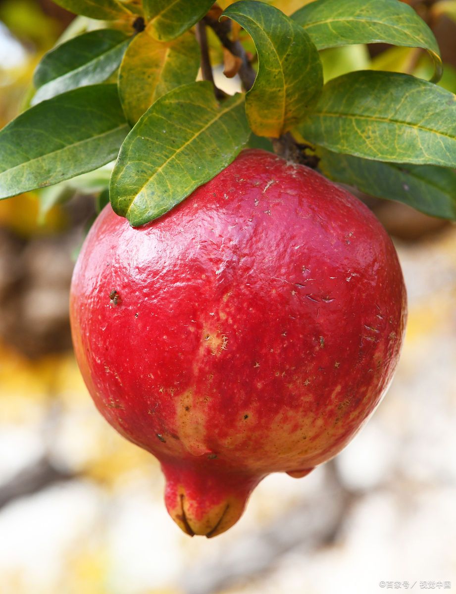 十大名贵石榴排名