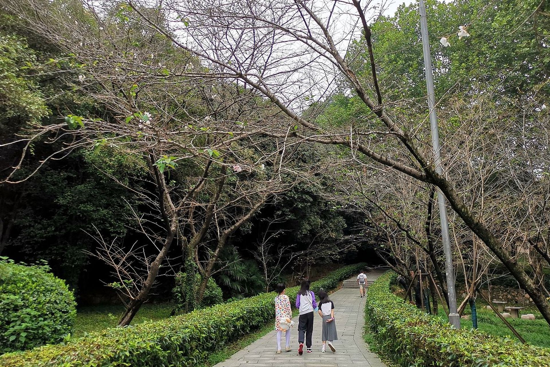 六月桂花香图片