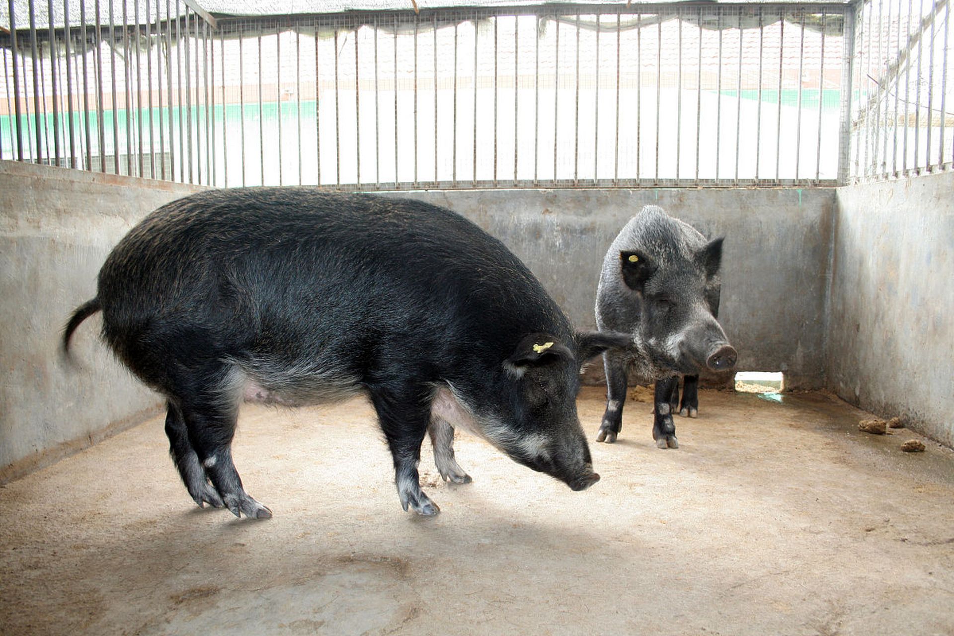 环江香猪属中国珍稀猪种,皮黑较软幼猪不到20斤就可卖出