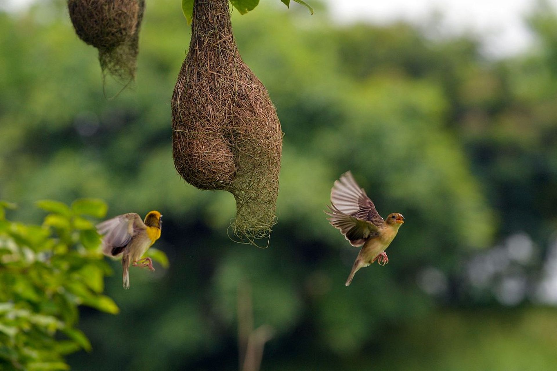 动物界的建筑师——黄胸织布鸟  黄胸织布鸟的手艺可以说是巧夺天工
