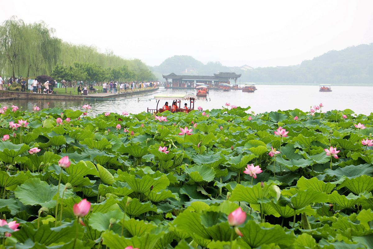 西湖美景三月天,春风化雨洗涤梦断桥烟雨荷花新,决胜烟柳满苏杭