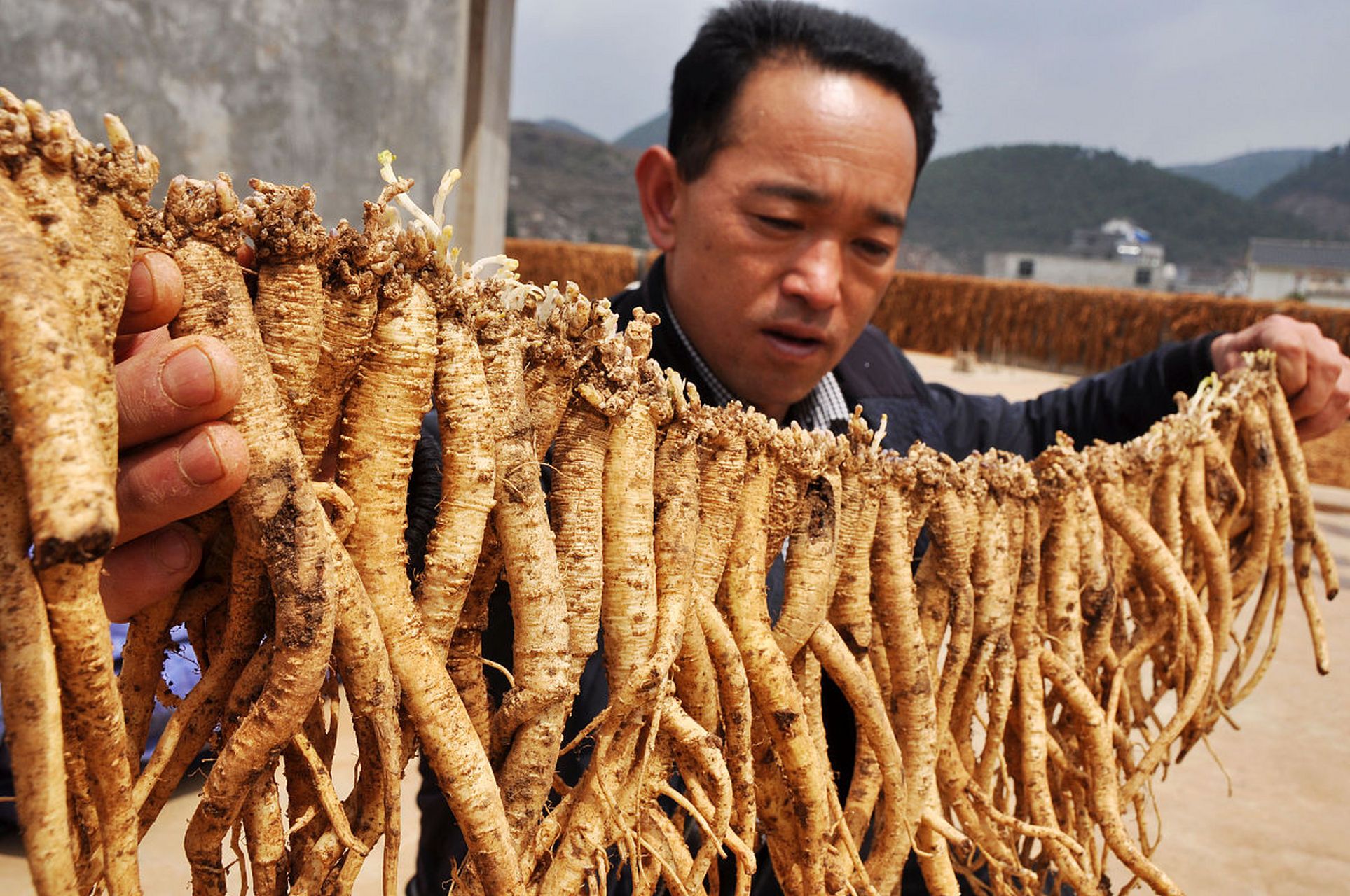 95浙江磐安有个超级神秘的特产——磐安天麻!