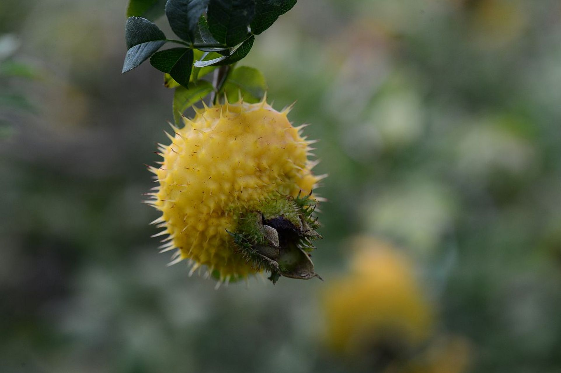 刀削,砂纸磨,洗碗机冲,热水泡,让你尽享刺梨果肉的爽脆口感!