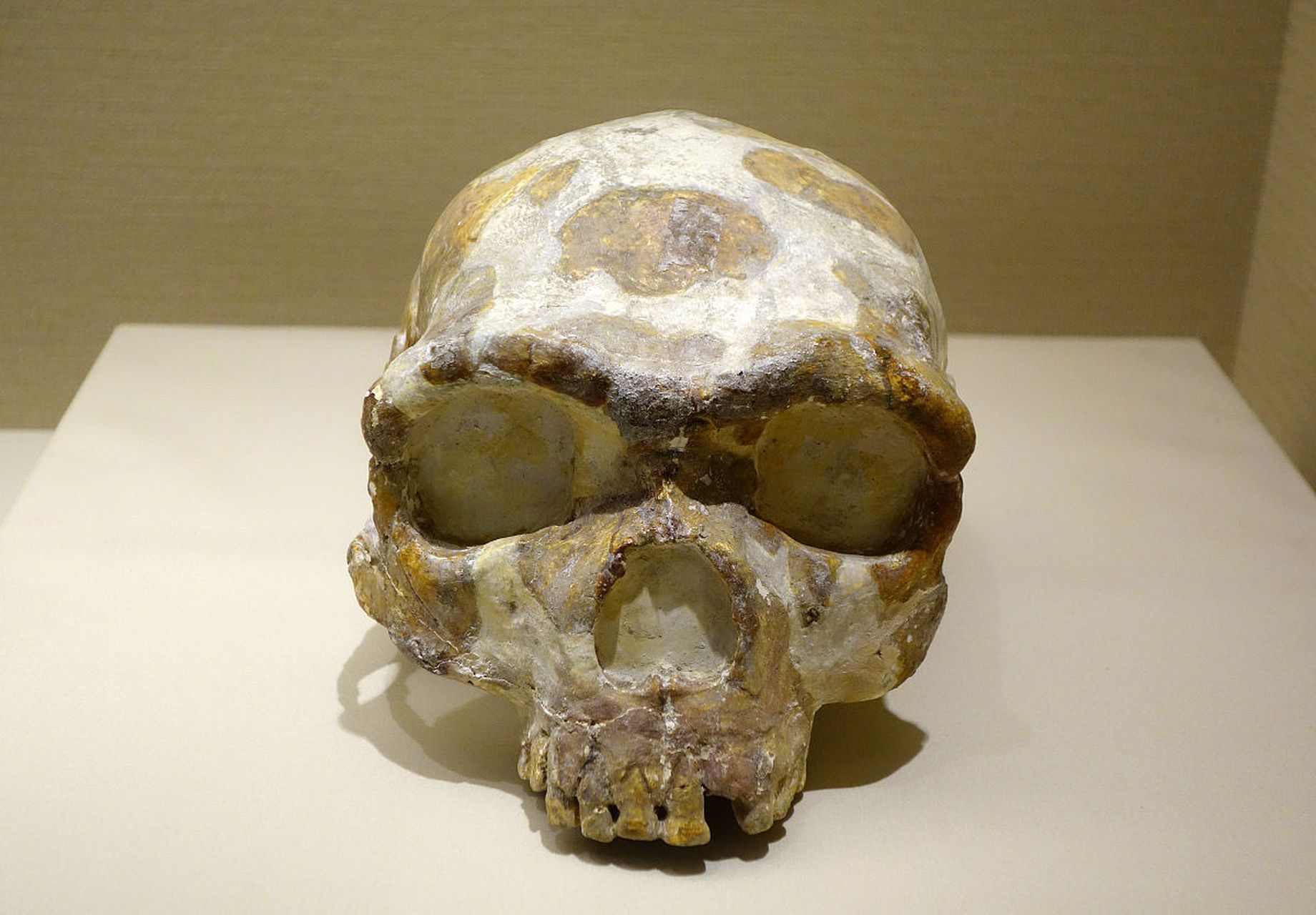 南京猿人化石于1993年在江苏省南京市江宁区汤山街道的葫芦洞中发现