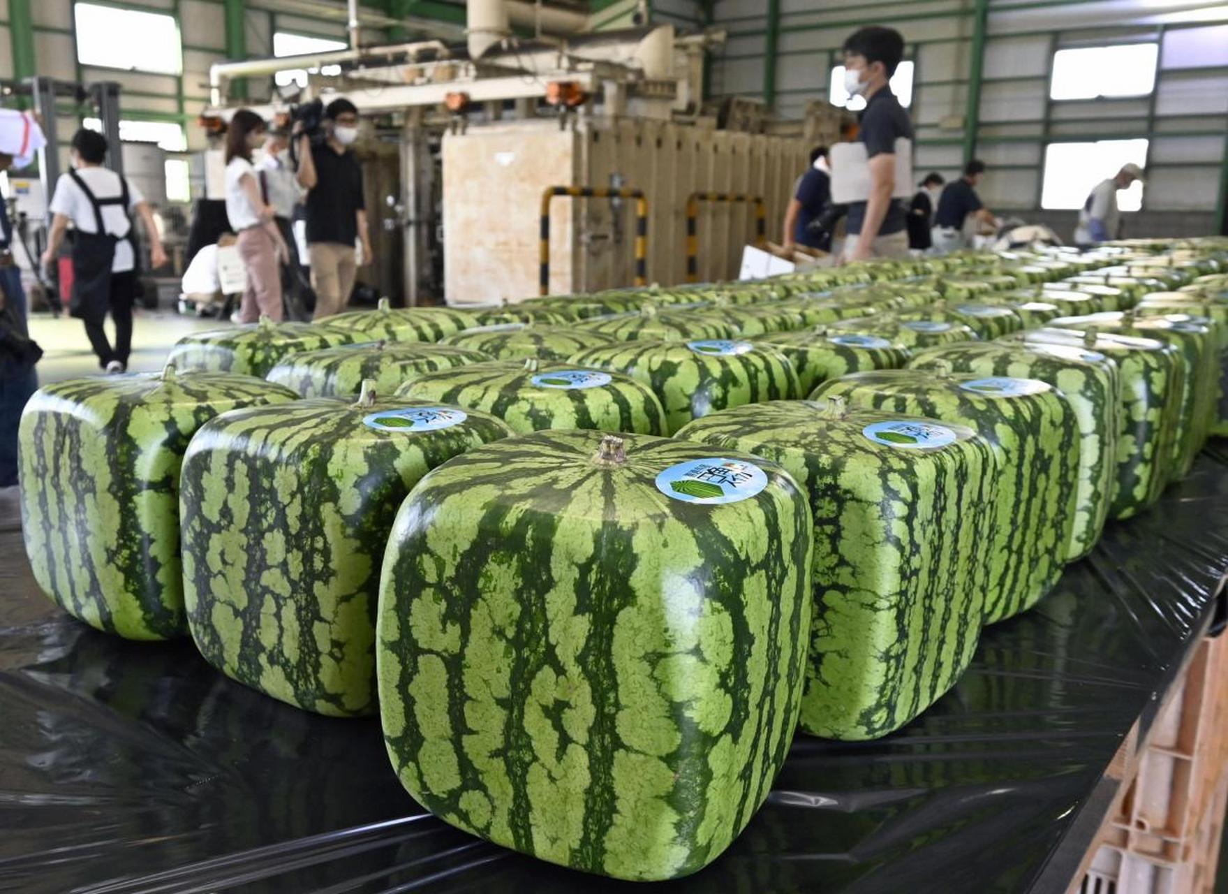 日本人之所以种方形西瓜,据说是因为日本农民发现种植方形西瓜更容易