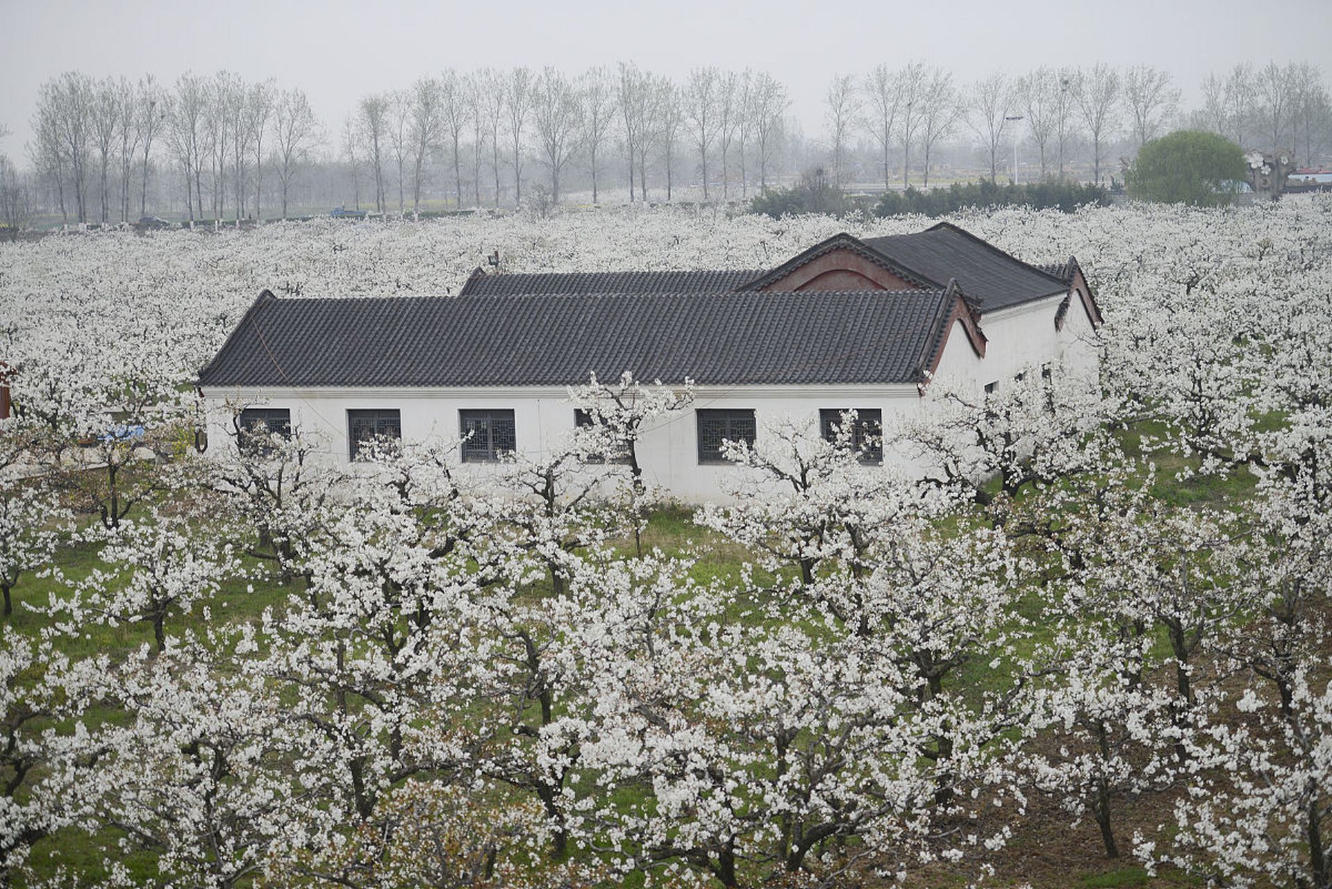 毕业旅行来四川这样耍#  双流大林镇翠湖梨乡以乡村果园生态和城南