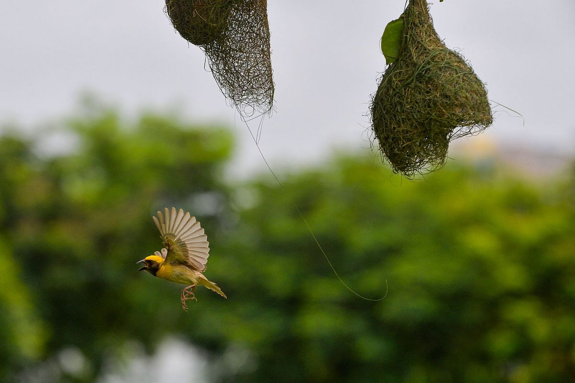 动物界的建筑师——黄胸织布鸟  黄胸织布鸟的手艺可以说是巧夺天工