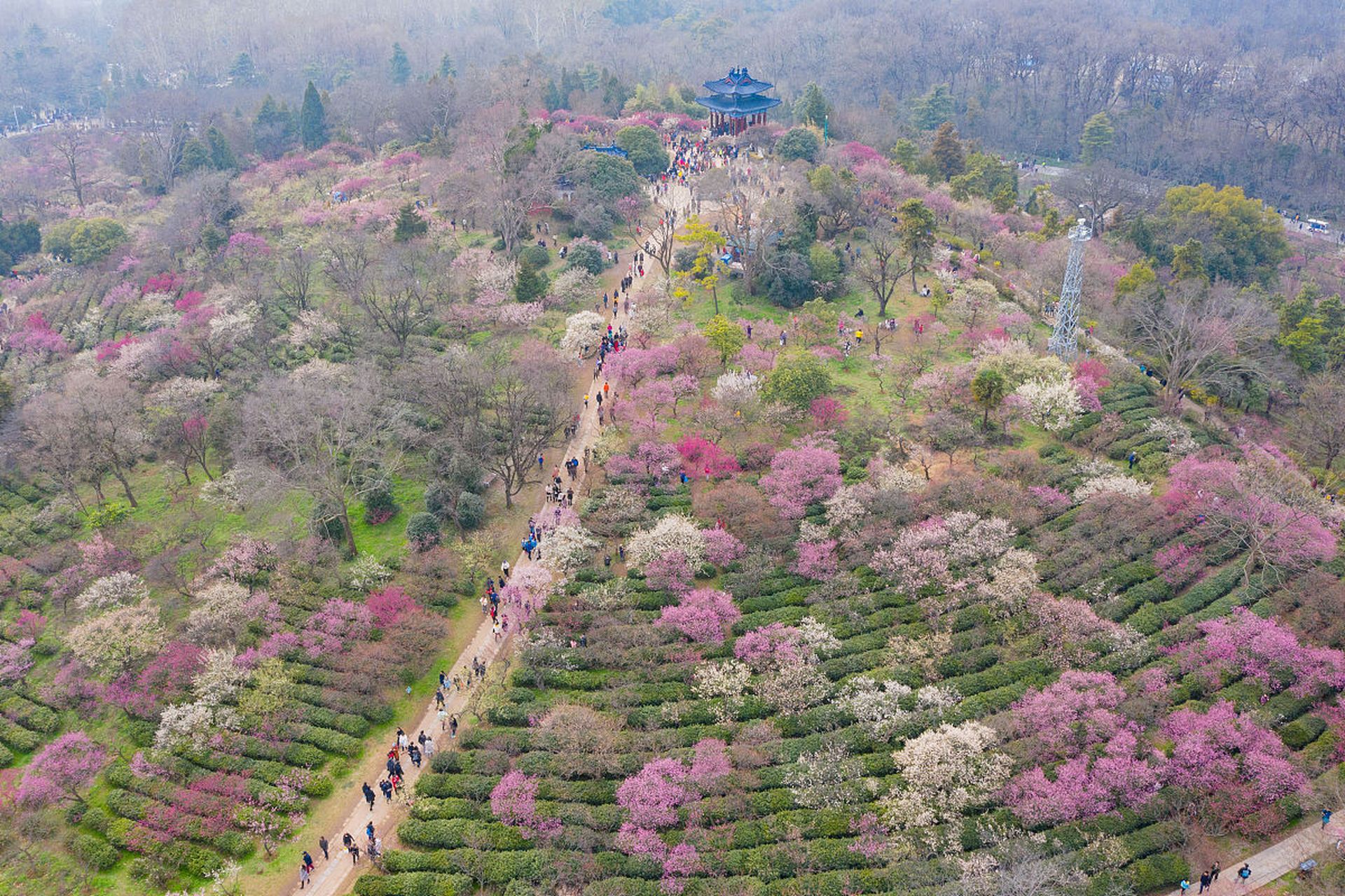 花山公园梅花谷图片