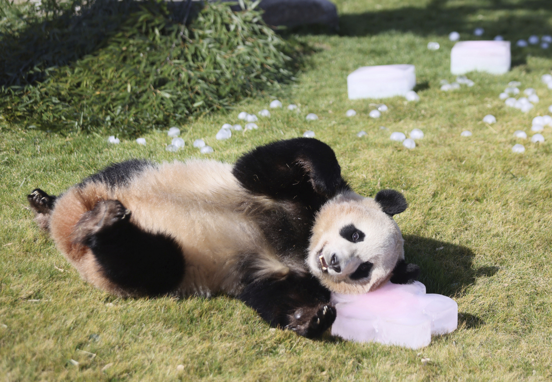 旅美大熊猫丫丫的20年租借期满,回国前孟菲斯动物园为丫丫举办了告别