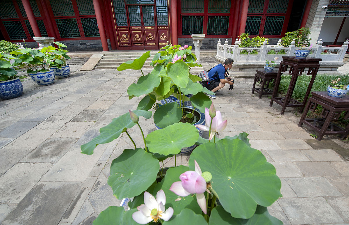 盆栽荷花厂家,盆栽荷花基地,荷花盆栽哪里有,盆栽价格多少