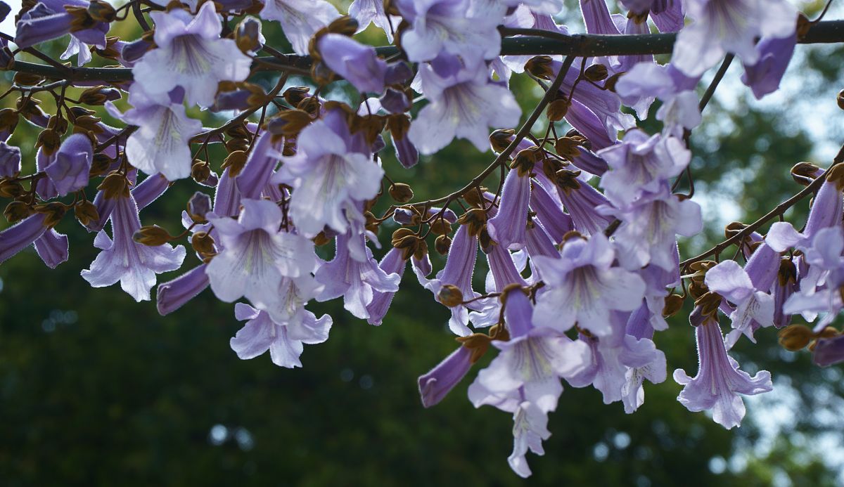 打油诗《紫桐花》树开紫梧桐,串串似风铃
